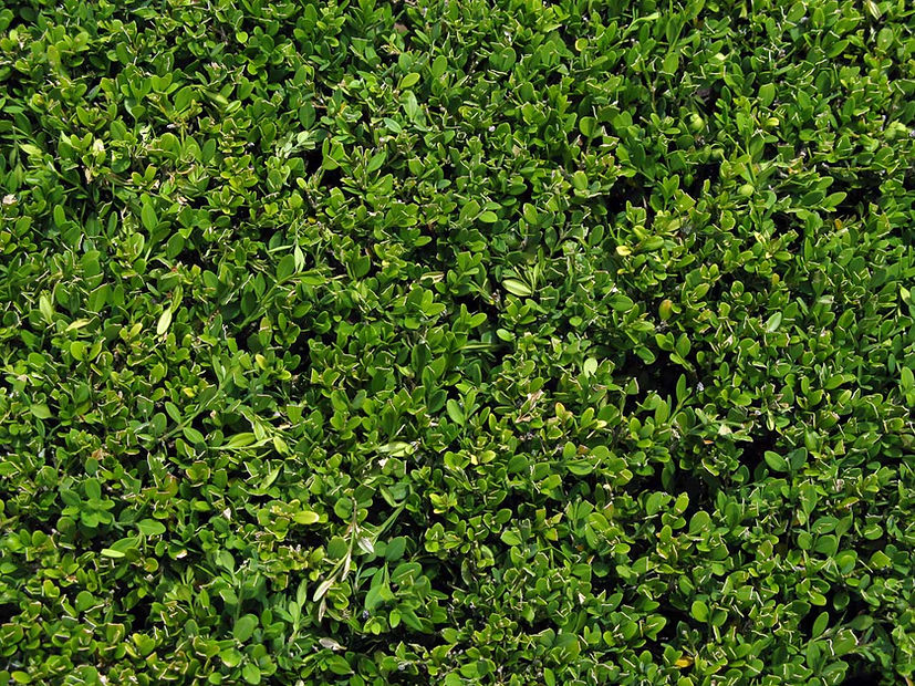 Bush Leaves