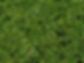 Feuilles Bush