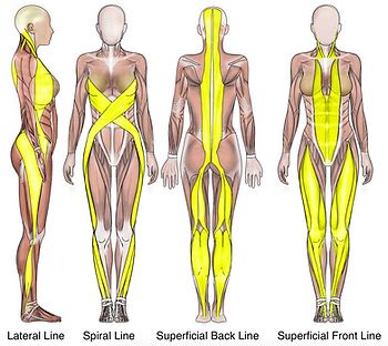 Lines of Fascia