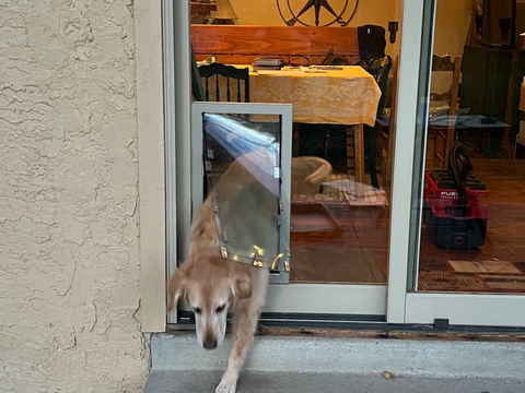 golden retriever exiting house through pet door installed in sliding glass window