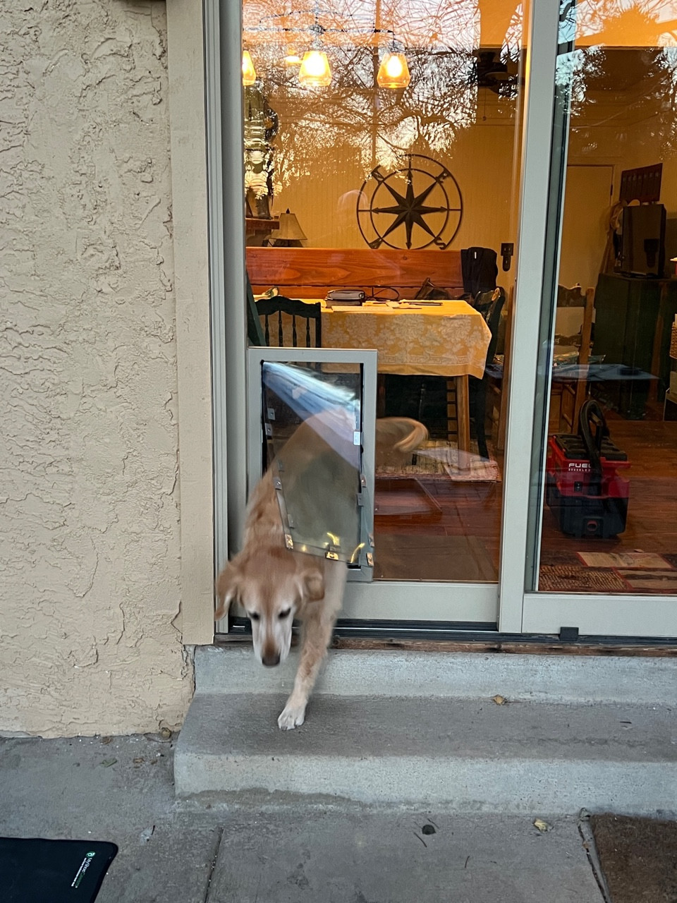 Premier Pet Doors Dog Door Through Glass