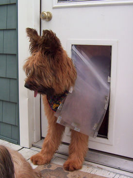 dog door in exterior wood door