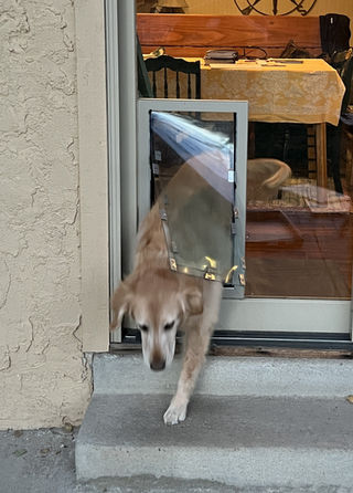 A dog door in glass allows a golden retriever to exit the house's steps