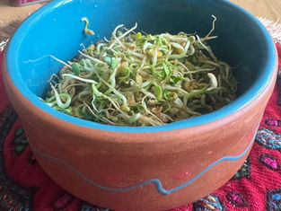Sprouted Fenugreek Seeds