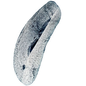 Skin Disc B13