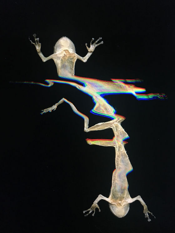Frog 5 "The Frog"