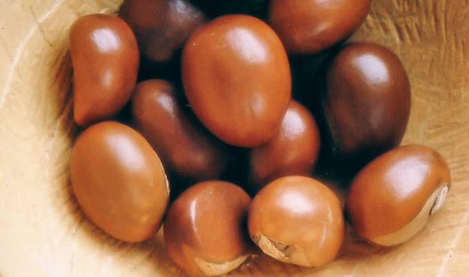 Shea Nuts from Ghana