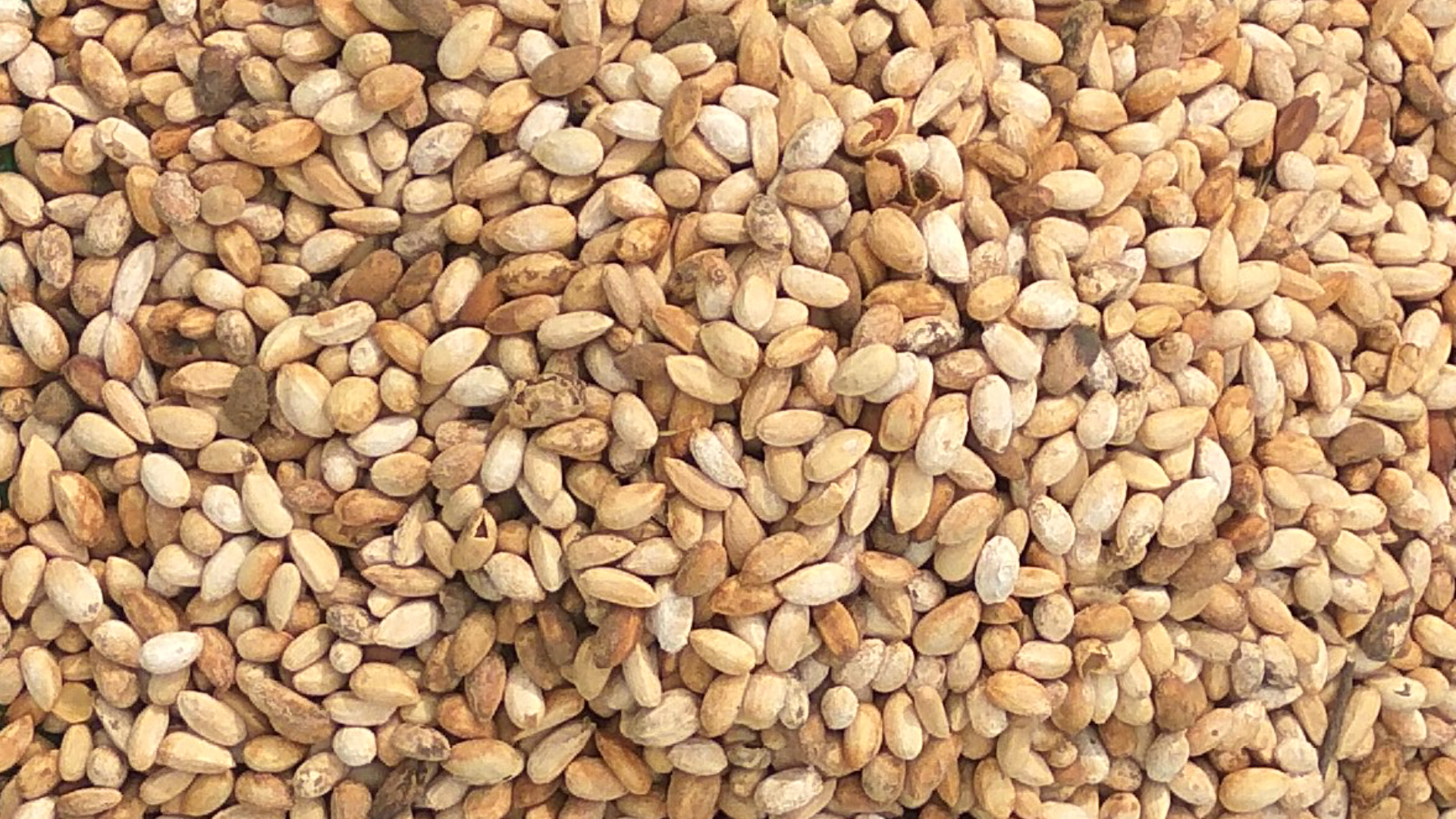 Neem Seeds from Ghana (1,000kg)