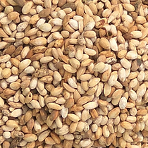 Neem Seeds from Ghana (1,000kg)