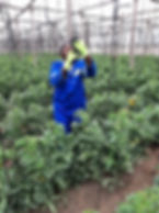 Vertical farming of organic tomatoes in Zimbabwe