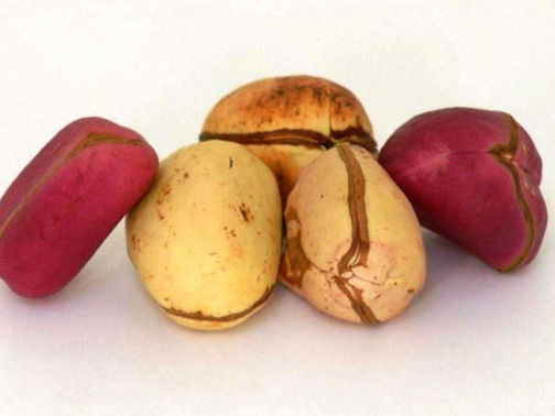 Bitter Kola (Garcinia Kola): A Medicinal Plant from Central and Western Africa