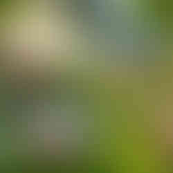 Apply neem oil for gardening 