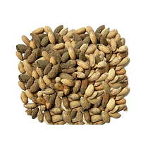 Neem Seeds from Ghana (1,000kg)