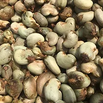 Raw Cashew Nuts (1,000kg)
