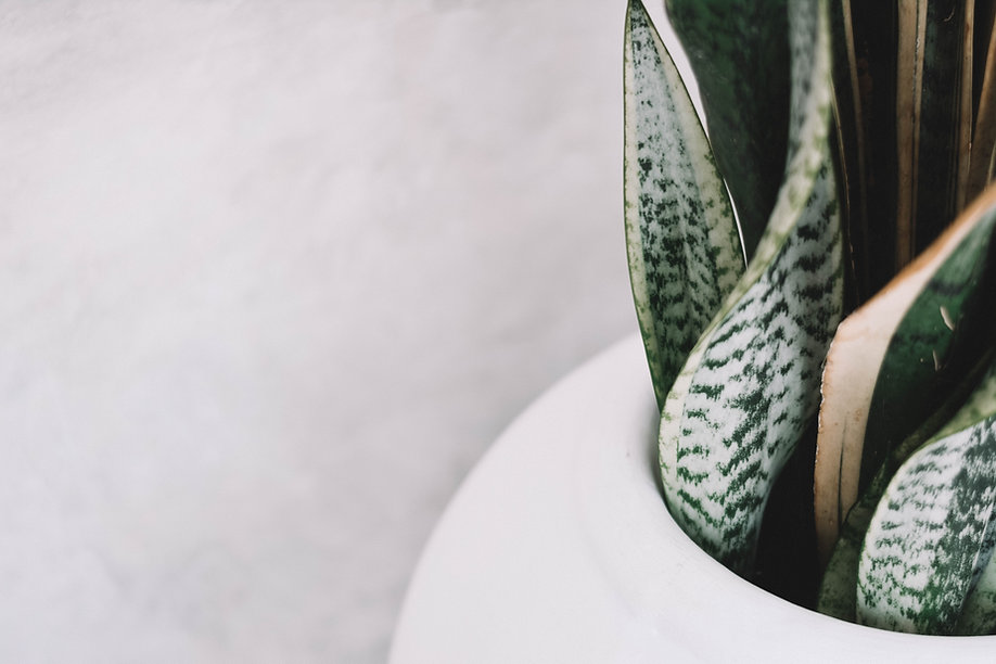 Snake Plant.jpeg