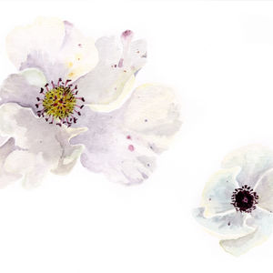 white poppies