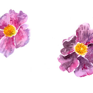 pink rock roses
