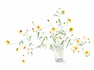 Watercolour of a Vase of Wild Almada Dentatas - yellow daisies
