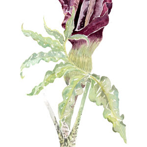 dragon arum 8x10small.jpg