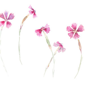 Portugal Pinks - small - white.jpg