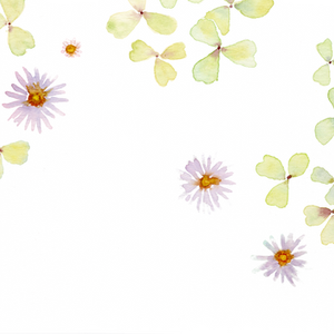 Aster & Clover