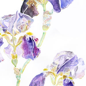 Three Irises