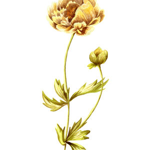 vintage yellow peony