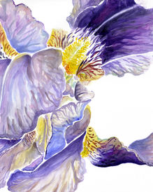 Iris Watercolour