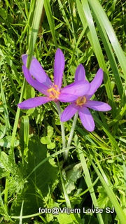 3.3.2022 - Pogoji hoje za Njim