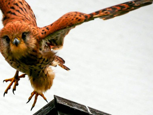 27.3.2024 - Zavračam prazne obljube