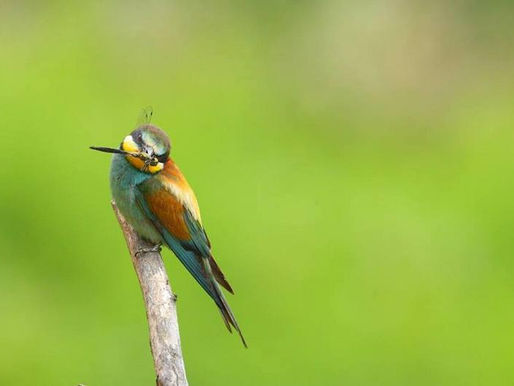 30.4.2022 – Jaz sem, nas izgovarja in diha