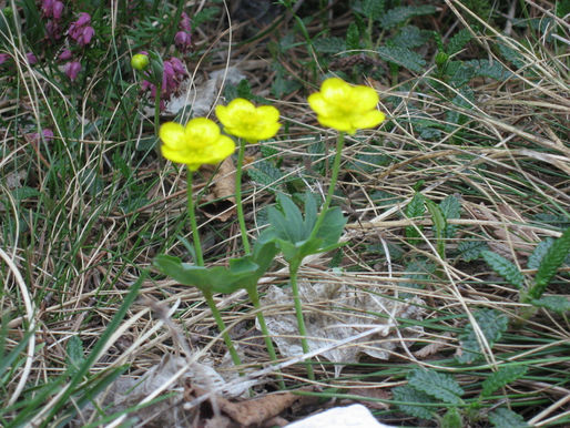 24.6.2024 - Rojstvo Janeza Krstnika