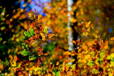 14. 12.2023 – Kralj na oslu