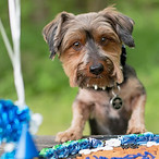 Pet session in Columbia, MO | KatFour Photo