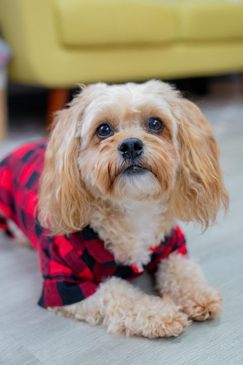 Pet Photography Columbia MO