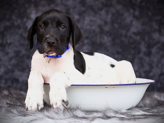 Karsten Dane Puppy