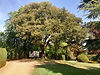 Tree and trailer sunny.jpeg
