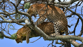 Leopards Mating