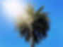 Geelong palm tree