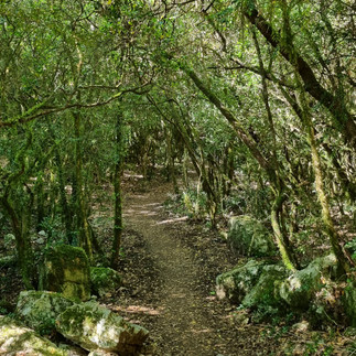 Sous bois Basses Gorges du Verdon