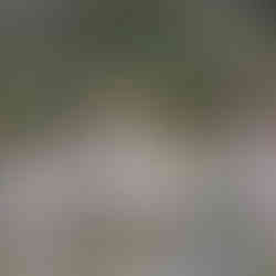 Les flamants roses se reposent