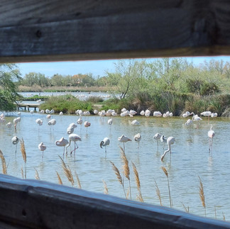 Observer les flamants roses en toute discrétion.