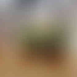 Bar du palais bénédictine