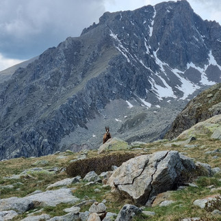 Coucou le chamois !