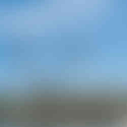 Envolé de flamants roses !