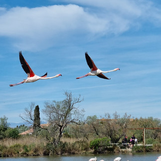 Envolé de flamants roses !