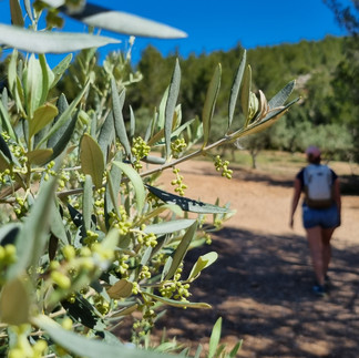 Randonnée la Sainte Victoire