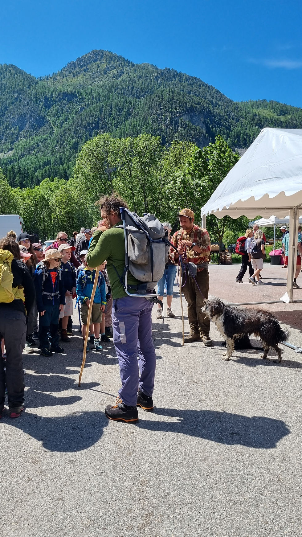 Transhumance de brebis à Névache !
