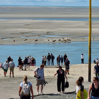 Berck-sur-mer et ses veaux marins, très touristique