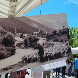 Transhumance à Névache